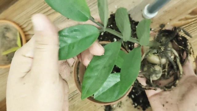 Доллар гүлінің жапырағы сарғайды 🤔. Үй гүлдері. Гүлдер әлемі. смотреть онлайн