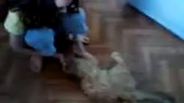 Красивый,Рыжий...Котик! смотреть онлайн