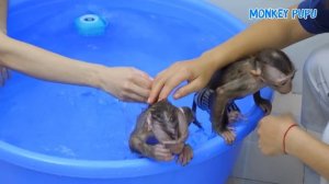 Monkey Pupu and Puka hide from mom to take a bath together, discovered by mom!