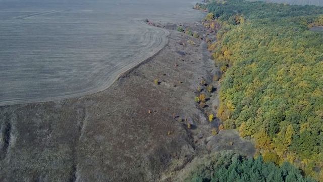 Осенний лес с высоты птичьего полета. смотреть онлайн