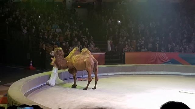 Санкт-Петербург. Цирк в Автово смотреть онлайн