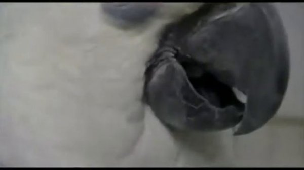 Песня Бутырки в исполнении лучшего попугая интернета.