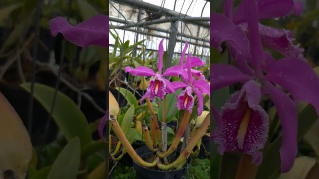 Cattleya maxima rubra смотреть онлайн