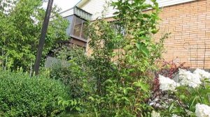 ДЕЙЦИЯ Удивительная  и прекрасная!Декоративный кустарник для вашего сада.Уход и размножение.