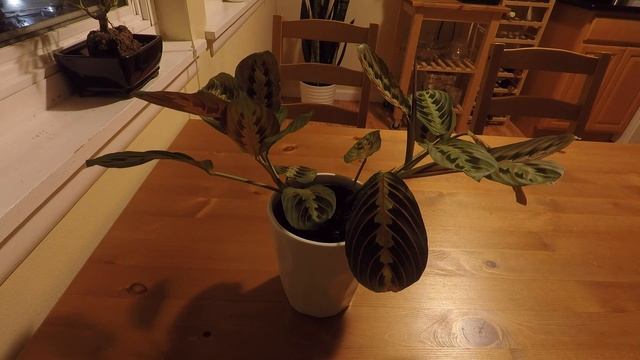 A Day in the Life of a Maranta смотреть онлайн