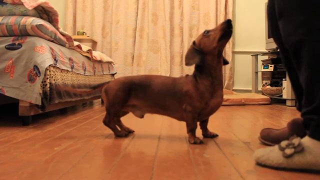 Такса Сэм, домашняя тренировка. Sam Dachshund, home training. смотреть онлайн