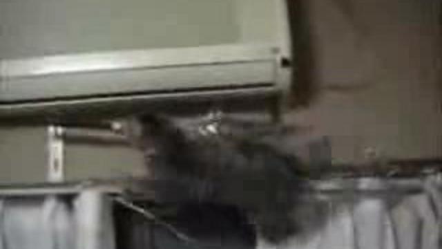 Ловкий кошара