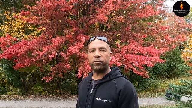 TREES OF ONTARIO - SILVER MAPLE (ACER SACCHARINUM) - TREE IDENTIFICATION SERIES смотреть онлайн