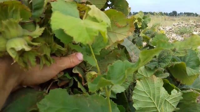 Фундук Трапезунд и миндаль на степном участке. смотреть онлайн