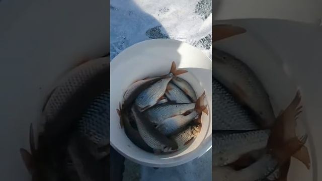 #рыбалка озеро Аргази, второй день смотреть онлайн