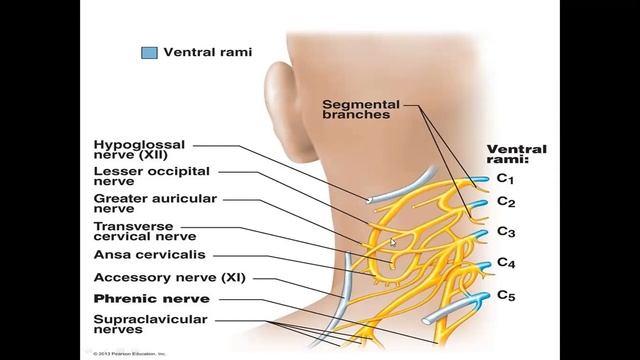 Orqa miya nervlari va bo'yin chigali Иброхимова Л.И смотреть онлайн