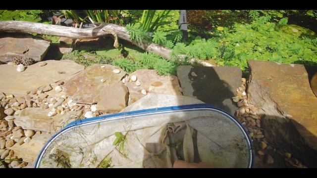 Matamata outdoor tub, and growing my own feeder fish!! смотреть онлайн