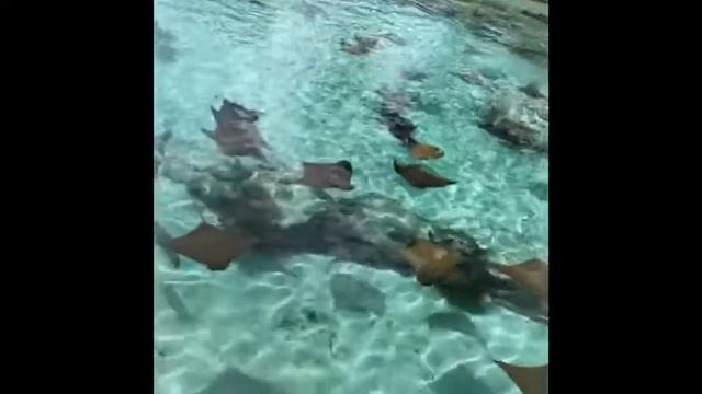 Atlantis Bahamas Coral Family Style смотреть онлайн