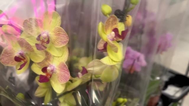 Леруа Мерлен утонул в орхидеях. орхидеи из Бурятии?