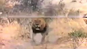 Охота львов на гиен.