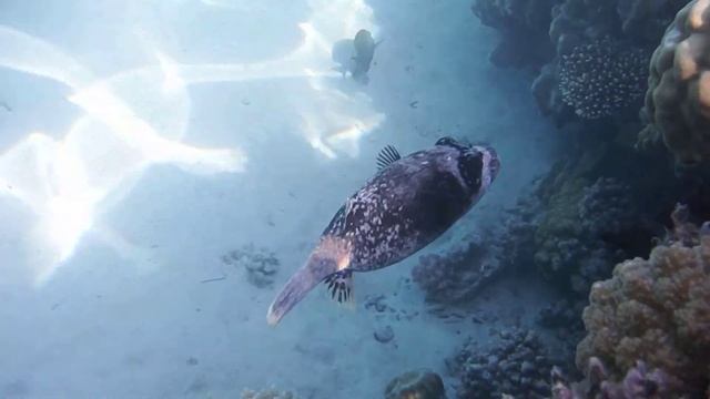 Kugelfisch, Масковый аротрон, рыба-шар..DSCF3509 смотреть онлайн