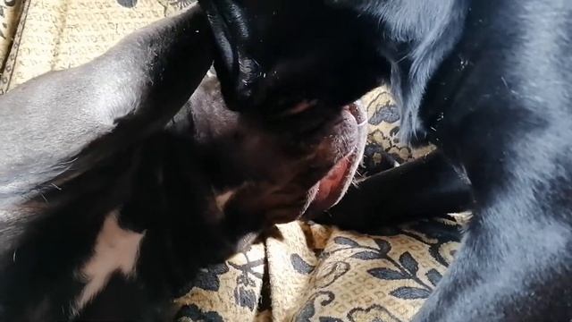 Кане корсо - птичка Тари ?? смотреть онлайн