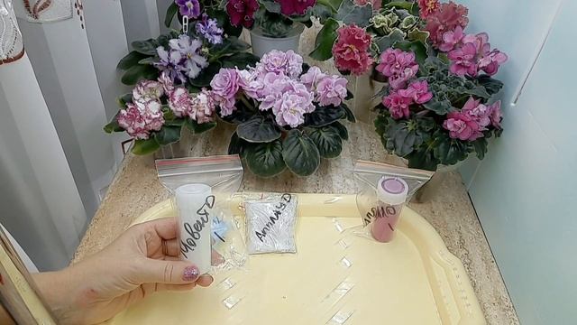 Фиалки! Посылка с нужными препаратами от насекомых и клещей! смотреть онлайн