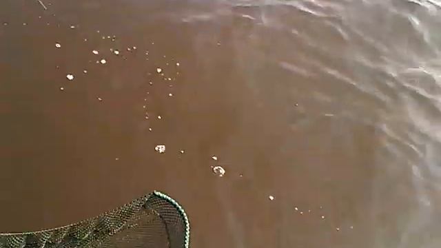 Сом 7.2 кг воткинское водохранилище смотреть онлайн