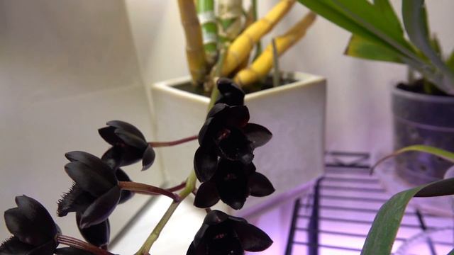 Featured Orchid: Fredclarkeara After Dark 'SVO Black Pearl' FCC/AOS | Fragrant, Black Orchid! смотреть онлайн