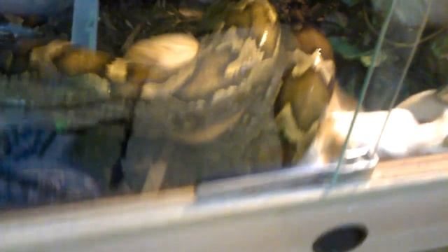Pimbura... смотреть онлайн