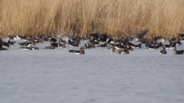 Краснозобая казарка на реке Дунда, заповедник Черные Земли, Калмыкия смотреть онлайн