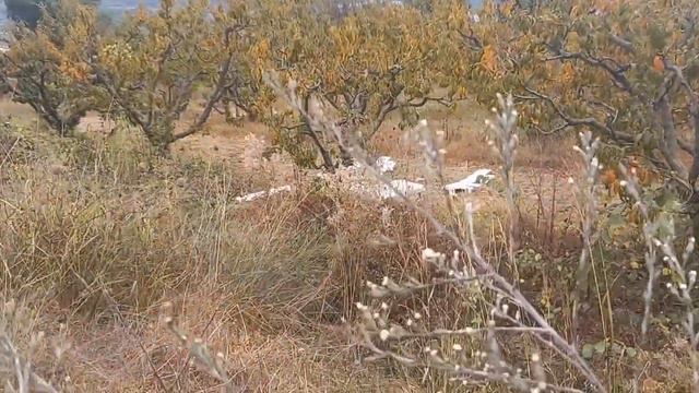 Ветер, который качает вереск смотреть онлайн