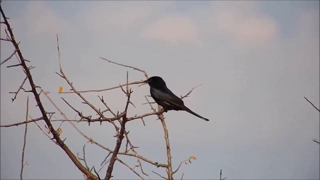 Africa. Fork-tailed drongo - Африка. Вилкохвостый дронго. смотреть онлайн