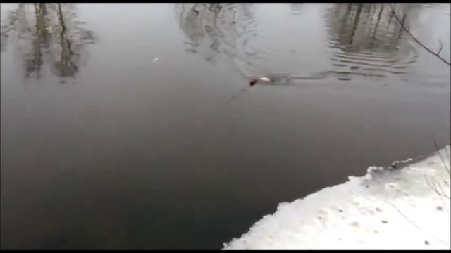 Топвотер Дракоша смотреть онлайн