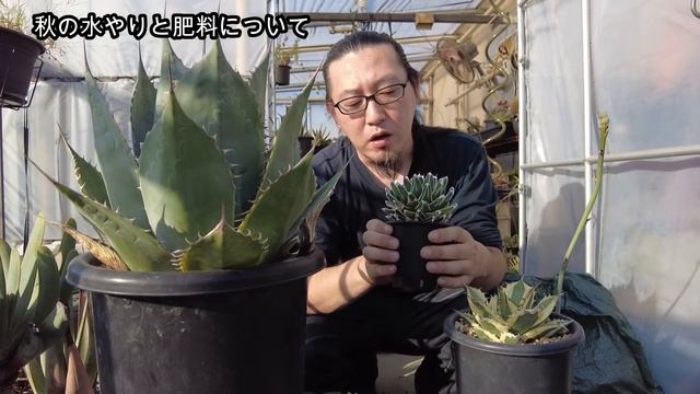 【アガベ】秋の管理。植え替え・水やり・害虫対策など。アガベが輝く秋！成長期の管理方法。【Agave】【園芸】 смотреть онлайн