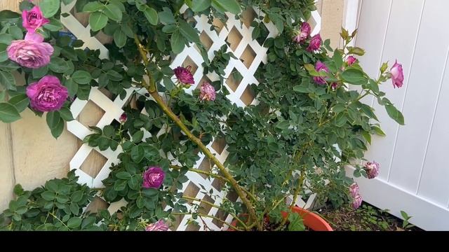64 半地栽一年的《Lavender Crush climbing Rose》Meet my 1 year-old Lavender Crush climbing Rose смотреть онлайн