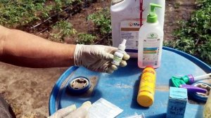 ПРАВИЛЬНОЕ опыление томатов в теплице , как УВЕЛИЧИТЬ завязь помидор