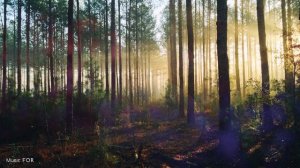 Музыка шаманов