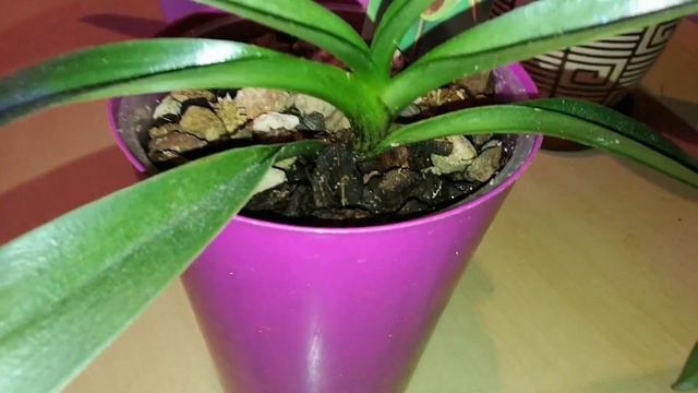 Уцененный Paphiopedilum показался вовсей красе.