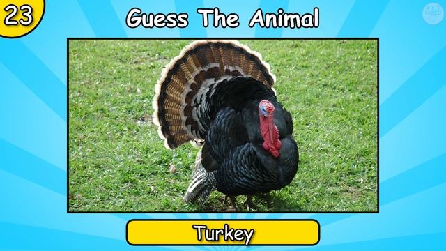 Guess The Animal From The Sound (Animal Quiz)