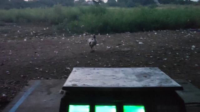 Вес гусей мамут 1 и 2 месяца смотреть онлайн