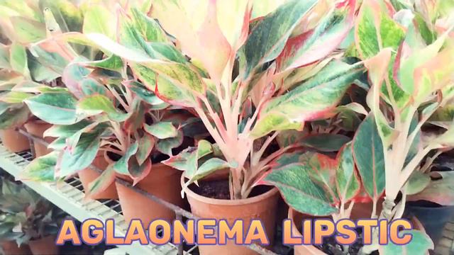 Aglaonema Lipstic смотреть онлайн