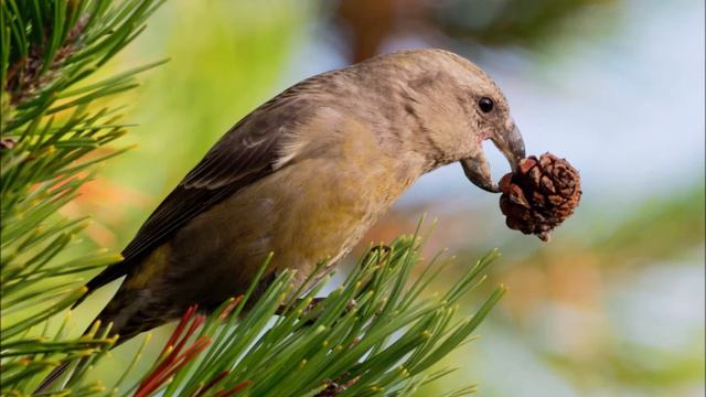 Anatomical and physiological adaptations to foraging strategies смотреть онлайн