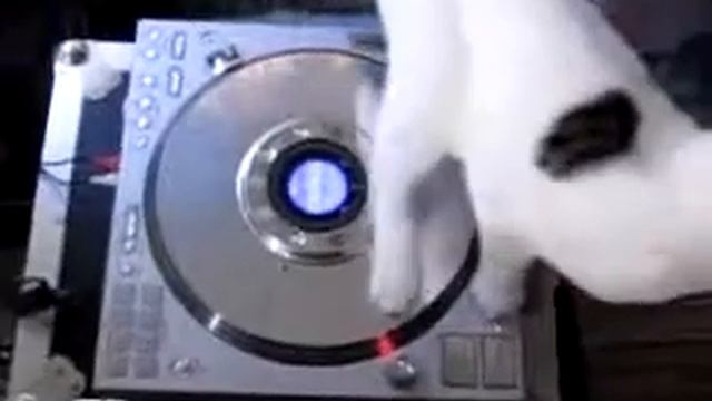 Кот Диск Жокей смотреть онлайн