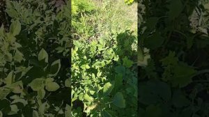 Картофель Сарпо Мира из семян.