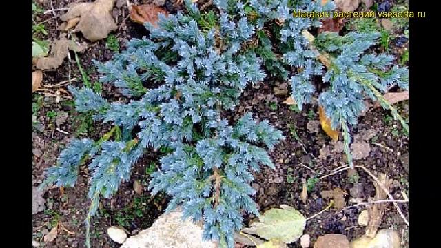 Можжевельник чешуйчатый Блю Спайдер. Краткий обзор, описание juniperus squamata Blue Spider смотреть онлайн