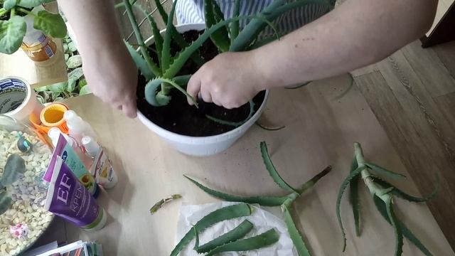 Комнатные Растения. Посадка - Пересадка Алоэ Древовидного. 13 Мая смотреть онлайн