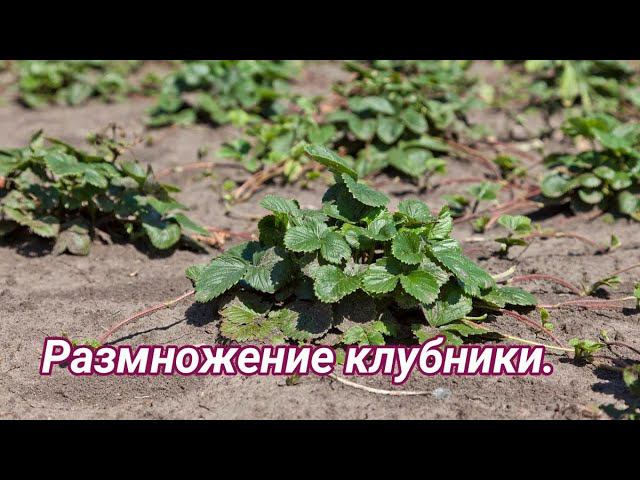 Размножение клубники столонами (усами). смотреть онлайн