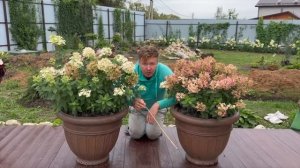 СМЕЛО САЖАЙТЕ ГОРТЕНЗИИ В КАШПО! У ВАС ВЫРАСТУТ ШИКАРНЫЕ КУСТЫ #МОЙ ПРИМЕР ВЫРАЩИВАНИЯ.