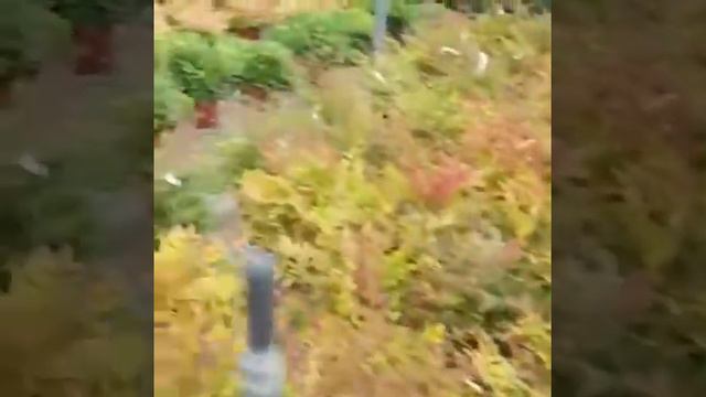 а садовом центре - Польша смотреть онлайн