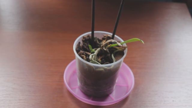 Последний обзор детки )) смотреть онлайн