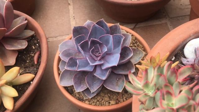 Cómo Propagar la Echeveria PERLE VON NURGBERG смотреть онлайн