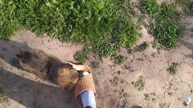 Знакомим нового щенка с собаками смотреть онлайн