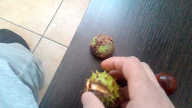 Каштановые семена -,,шишки,,. смотреть онлайн