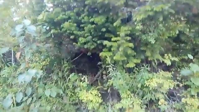 река ЛЕБЕДЬ самая теплая в Горном Алтае смотреть онлайн